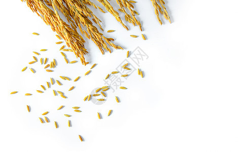 白种中孤立的稻种收成棕色食物茉莉花种子谷物粮食健康耳朵农业图片