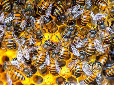 特写蜂蜜细胞工作蜜蜂的视图食物花粉蜂蜡宏观动物养蜂人梳子金子六边形蜂窝图片