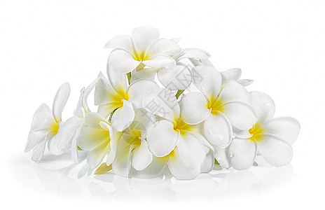 孤立的白本白本底花朵植物白色异国情调花瓣热带花朵黄色温泉背景图片