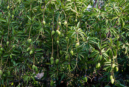 树上的绿芒果水果异国叶子热带情调食物植物绿色花园农业图片