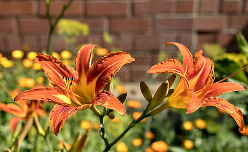 橙色砖墙背景上的花朵 橙色老虎 Lily活力叶子季节性园艺生活植物群植物学花瓣红色植物图片