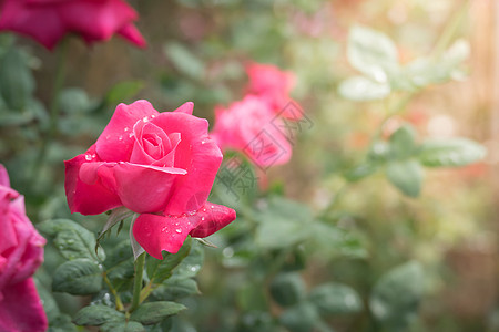 金边玫瑰花园里的玫瑰花玫瑰日光树叶绿色粉色花瓣植物群情人背景