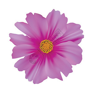 白色背景上孤立的宇宙花朵花瓣紫红色插图紫色装饰粉色雏菊花园风格图片
