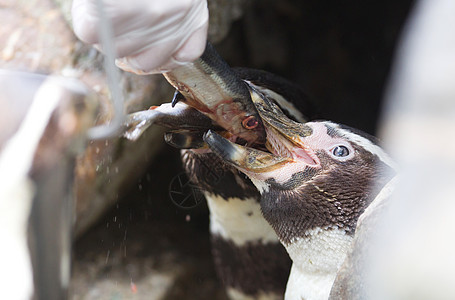 Pinguin正在进食支撑生活游泳企鹅野生动物海洋微笑异国情调燕尾服图片