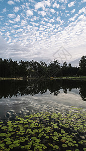 清晨在斯普林菲尔德湖的美丽湖公园场景反射蓝色绿色池塘图片