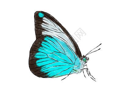 美丽的蓝蝴蝶在白色背景上被隔离 真实的手画图解 昆虫收集图片