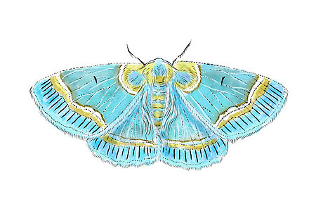 美丽的蓝色飞蛾在白色背景上被隔离 真实的手画图解 昆虫收集图片