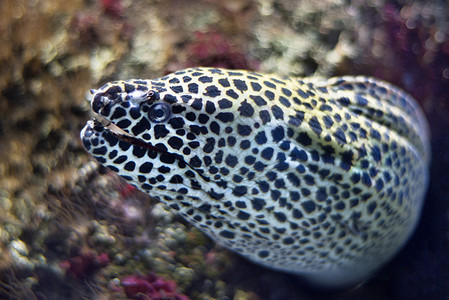 近距离看一头莫雷鱼生活荒野植物水族馆岩石热带牙齿动物珊瑚异国图片