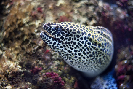 近距离看一头莫雷鱼植物动物潜水岩石热带海鳗荒野牙齿生活珊瑚图片