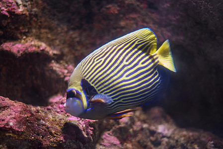 天使鱼珊瑚鱼缸海洋神仙鱼热带鱼情调呼吸管异国蓝色宏观图片
