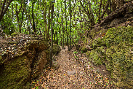 西班牙加那利岛阿纳加 特内里费的热带森林公园场景季节树木小路火山木头植物异国风景图片