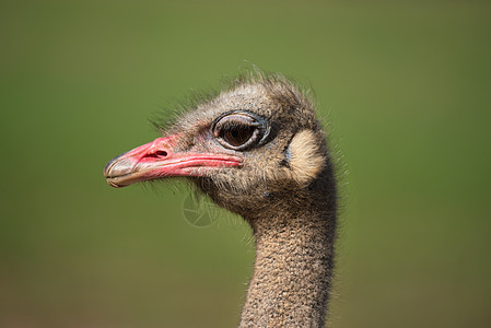 在一个模糊背景的 Ostrich 近距离视图女性动物园好奇心动物眼睛微笑野生动物头发脖子羽毛图片