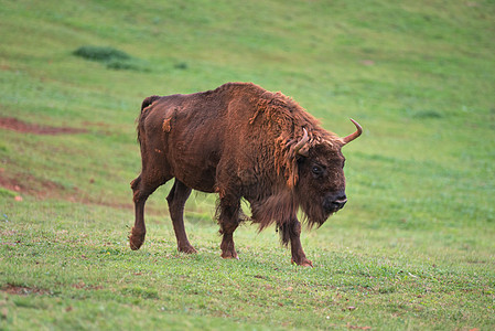 欧洲 Bison力量森林牛肉动物野牛濒危野生动物荒野国家哺乳动物图片
