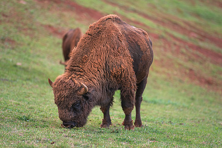 欧洲 Bison濒危国家力量水牛森林平原喇叭荒野哺乳动物牛角图片