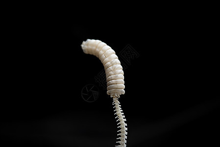 黑色孤立背景的响尾蛇尾巴的骨骼图片