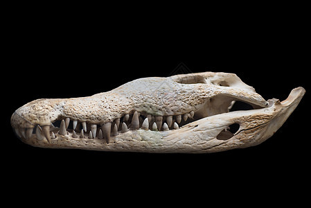 黑色孤立背景的鳄鱼头骨图片