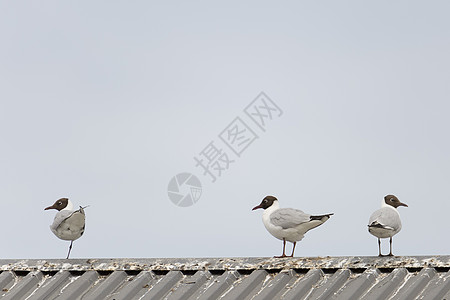 三个黑头海鸥站在屋顶上黑色白色天空蓝色动物金属图片
