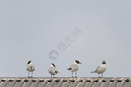 四个黑头海鸥站在屋顶上图片