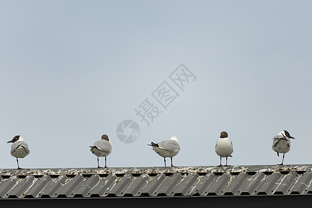5个黑头海鸥站在屋顶上图片