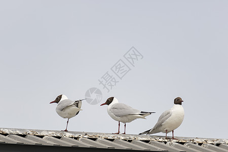 三个黑头海鸥站在屋顶上金属白色天空蓝色黑色动物图片