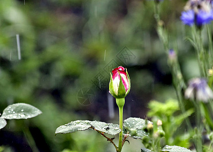 在雨中露出鲜芽 天然模糊背景团体衣冠玫瑰植物群草地花瓣水滴飞溅靛青植物图片