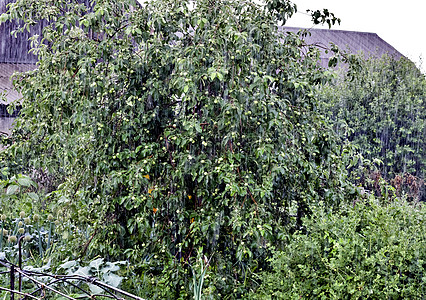 大雨中的苹果树背景图片