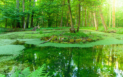充满绿藻的小型森林池塘图片