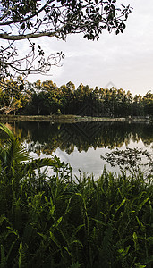 清晨在斯普林菲尔德湖的美丽湖绿色场景反射池塘蓝色公园图片