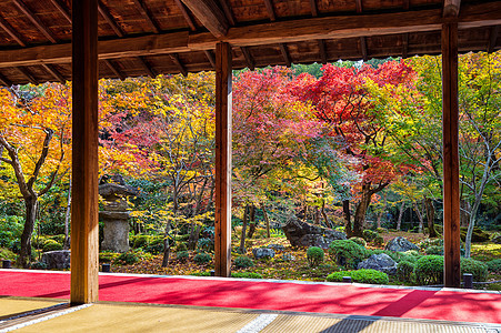 日本秋天公园的多彩树叶建筑学橙子公园寺庙植物地标花园森林季节小路图片