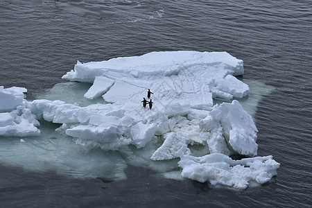 南极洲的企鹅野生动物寒冷冒险弹力寂寞漂浮勘探天空蓝色支撑图片
