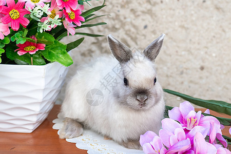 春天花圈附近的复活节兔子 小矮人兔子坐着哺乳动物婴儿礼物花束花瓶灰色毛皮白色宠物动物图片