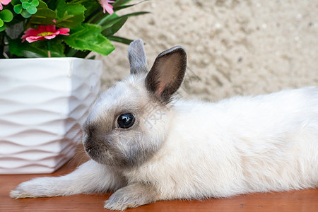 春天花圈附近的复活节兔子 小矮人兔子坐着灰色礼物花瓶哺乳动物动物婴儿绿色好奇心矮人花束图片