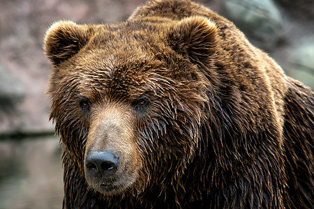 卡姆恰特卡布朗熊猎人男性荒野森林哺乳动物危险食肉动物群捕食者生活图片