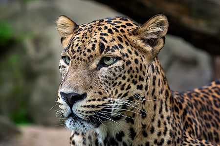 锡兰豹 豹豹 豹派教徒 大斑猫公园哺乳动物豹属热带荒野国家野生动物丛林捕食者图片