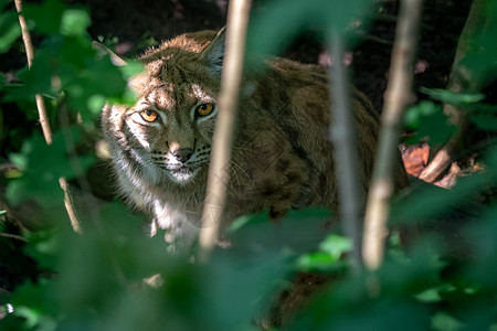 欧亚林克斯 野猫的肖像 隐藏在绿色树枝后面图片