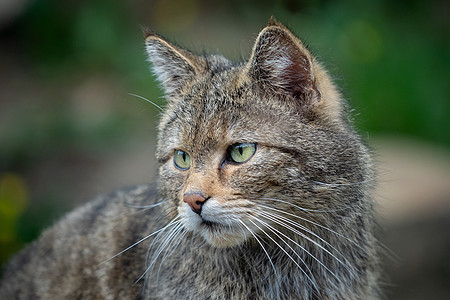 欧洲野猫虎斑眼睛食肉捕食者荒野猎人哺乳动物森林濒危胡须图片