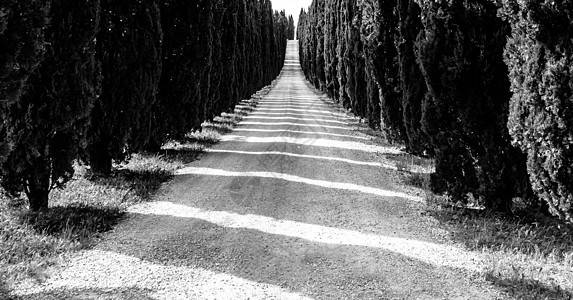 意大利托斯卡纳乡村公路的Cypress巷子国家农田农场体重农村场景植物胡同条纹旅行图片