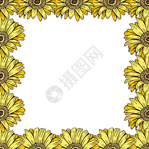 美丽的黄色雏菊花框 卡片横幅海报等的花卉设计 植物学矢量图图片