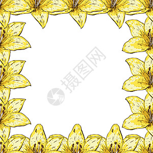 黄色百合花的美丽花板框 卡片 横幅 海报等等的花朵设计 植物矢量图解图片