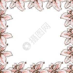 美丽的粉红色百合花卉框架 卡片横幅海报等的花卉设计 植物学矢量图植物边界插图绘画花朵艺术花瓣花束装饰生日图片