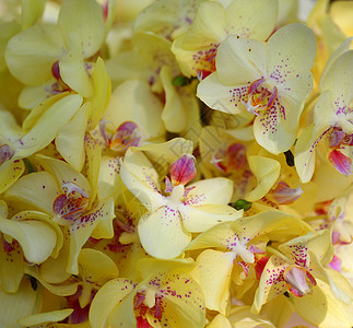 粉红色黄兰花花黄色花园园艺植物群兰花图片