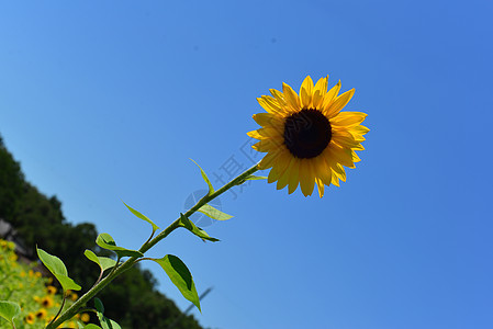 向日葵花花花瓣花园植物群向日葵图片