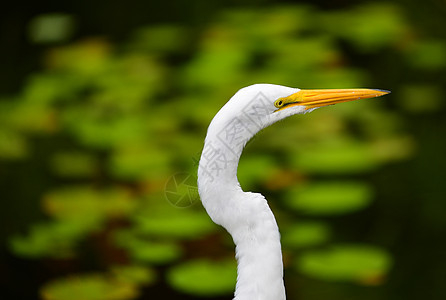 白雀鸟白鹭白色动物羽毛荒野黄色森林图片