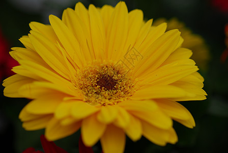 黄色的雪贝拉花朵花朵花瓣园艺植物群图片