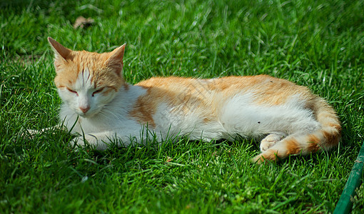 躺在草地上的白色和橙色雄猫图片
