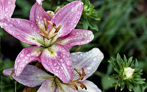 粉红百合带雨滴宏观叶子水滴投标植物群脆弱性花园花瓣植物紫色图片