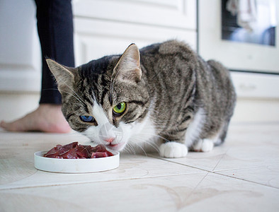 多色蓝绿眼睛的宠猫吃肉食图片
