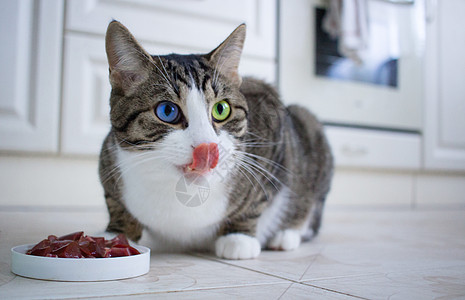 多色蓝绿眼睛的宠猫吃漏嘴唇图片