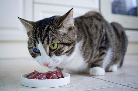 蓝绿眼睛的猫吃食碗里的肉图片