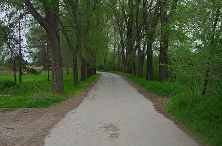 春春树环绕的乡边沥青路阴影运输风景小径树干车道植物树木沥青街道图片